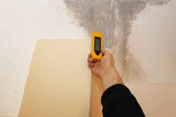 Best Basement Mold Removal  in Pueblo, CO
