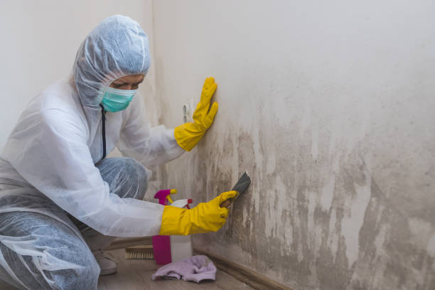 Best Industrial Mold Remediation  in Pueblo, CO
