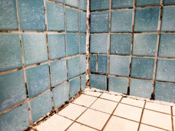 Best Asbestos and Lead Testing During Mold Inspection  in Pueblo, CO