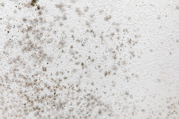Best Mold Prevention Services  in Pueblo, CO