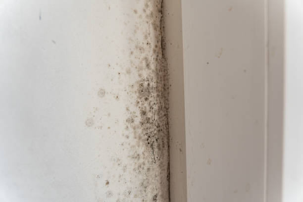 Best Dehumidification Services  in Pueblo, CO
