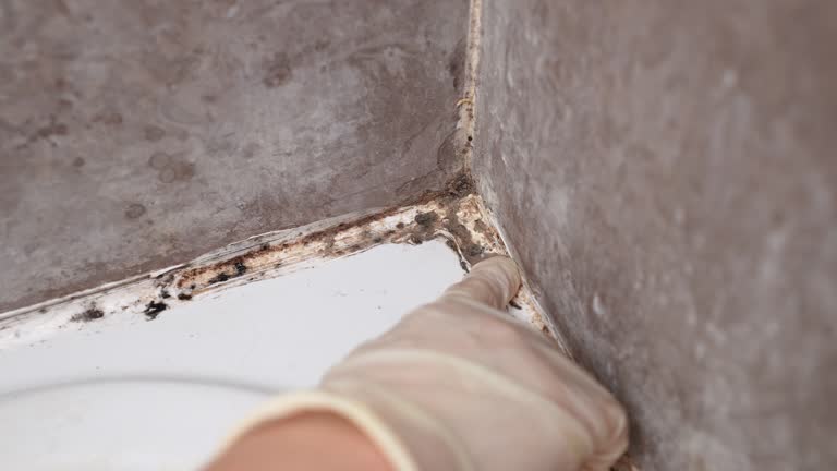 Best Industrial Mold Remediation  in Pueblo, CO